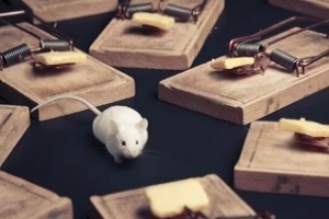mouse between various traps
