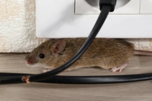 mouse under power switch and cord