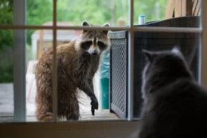 house cat looking at racoon