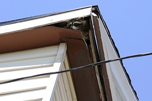 raccoon stuck inside the roof of a residential home