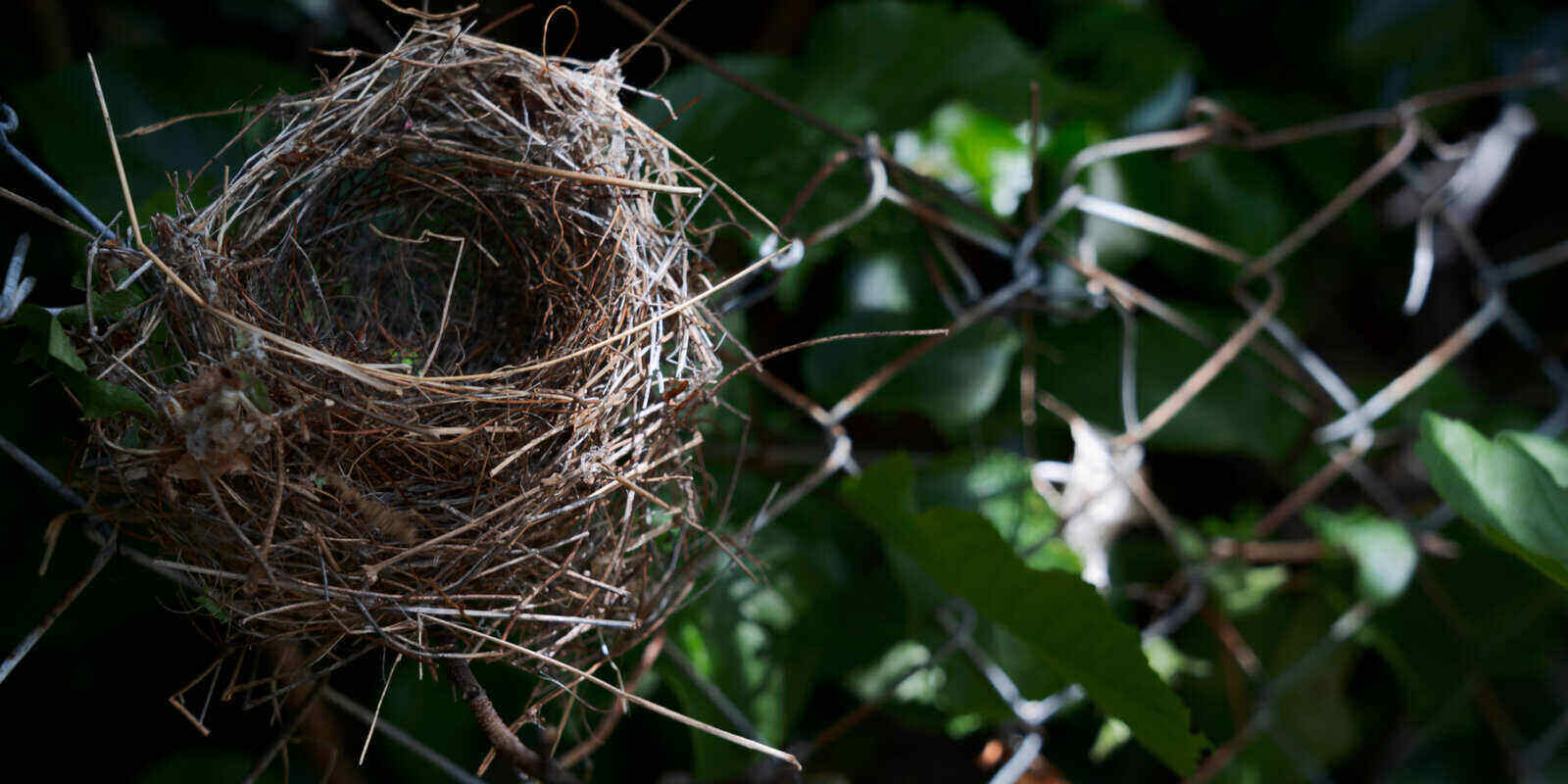 What To Do If There Is A Bird Nest Near Your Home — Spartan Animal & Pest  Control