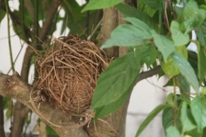 bird nest near a home in a tree