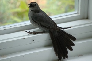bird stuck in room window