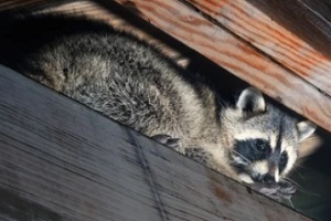 raccon hiding in basement