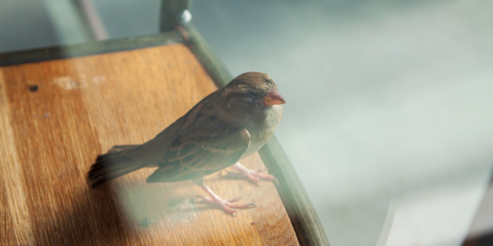 What To Do If There Is A Bird Nest Near Your Home — Spartan Animal & Pest  Control