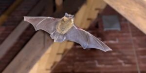 flying bat in the attic