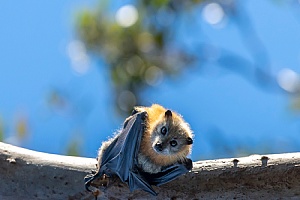 a bat on a tree branch outside a home