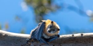 australian fruit bat colony in Sydney