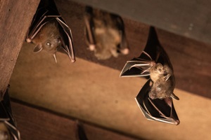 bat hanging in attic