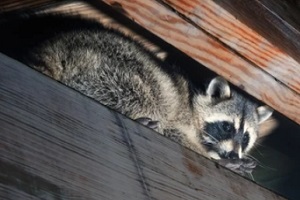 raccoon hiding in attic