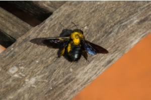 carpenter bee sits on a wooden garden chair