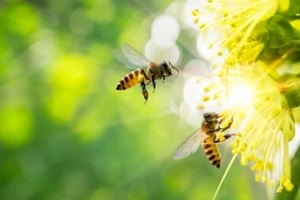 honeybees flying in spring