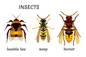 Bumblebee wasp and hornet written below their images