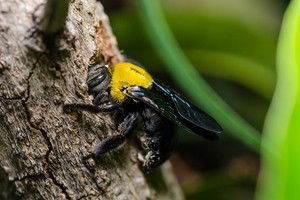 Carpenter bee boring into wood