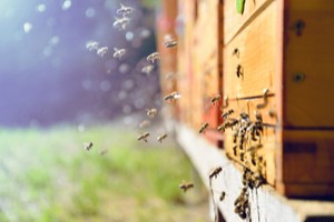 Group of honey bees approaching a house