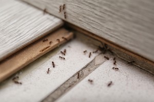 A colony of ants gathered