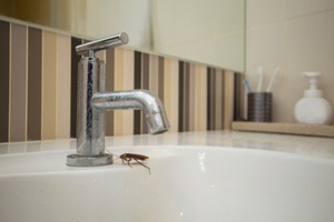Cockroach near water tap of bathroom