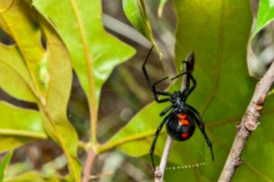 A black widow spider on a tree branch
