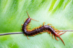 A centipede on a leaf