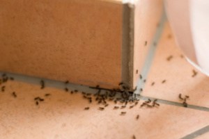 A colony of ants rushing towards the house