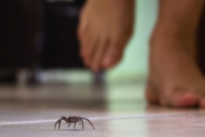 A spider on the surface of shiny tiles