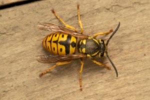 Yellow jacket bug on the wooden floor