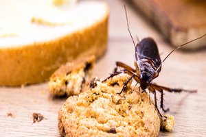 A cockroach eating a piece of bread