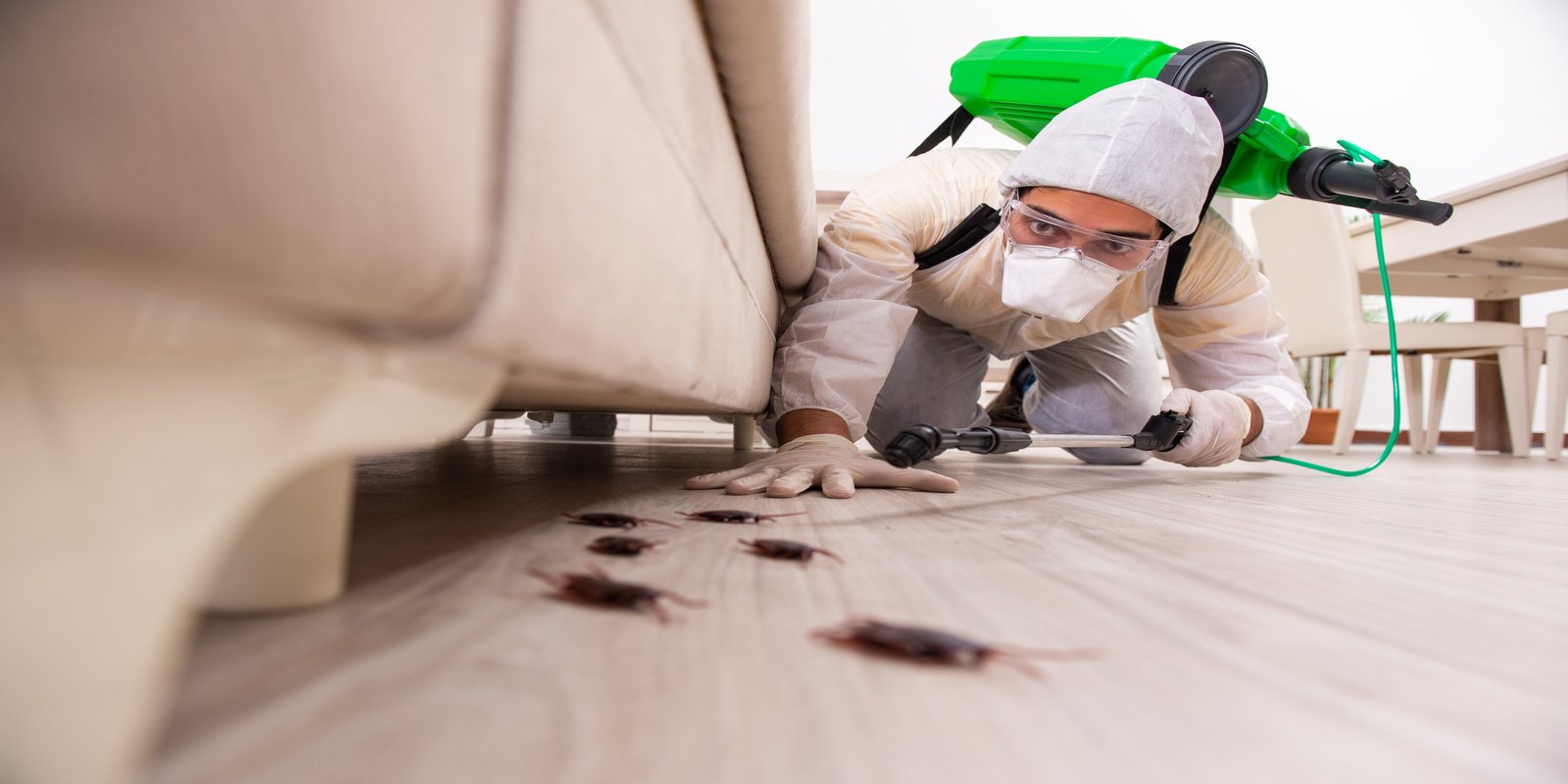 Inspecting Insect How Spring Insects Enter Your House & How To Prevent An Infestation