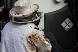 Bee removal expert is naturally removing bees