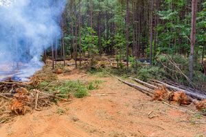 Smoke created by burning wood to remove bees