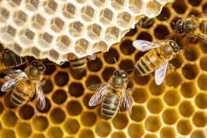 Inside view of a beehive and honeybees