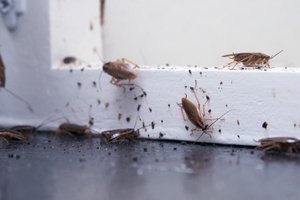 Pest infestation on the door
