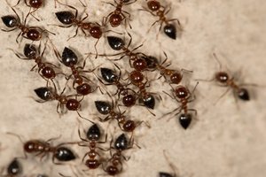 A colony of common ants