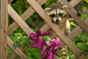 A raccoon on the other side of a garden