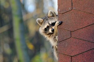 A raccoon peeping from behind a wall