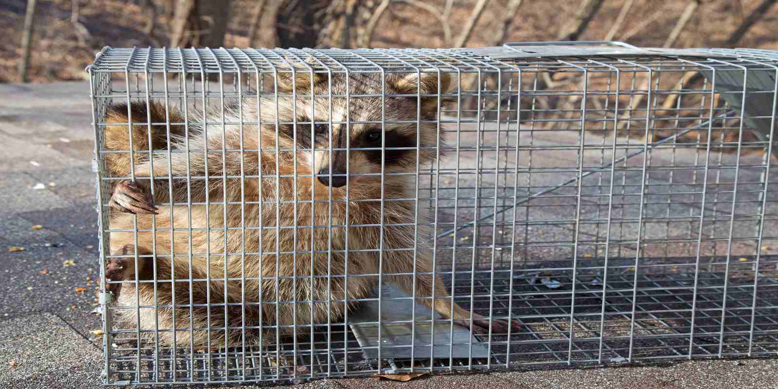 How To Get Rid Of Raccoons   Raccoon Removal 