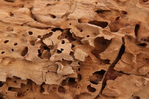 Wood damaged by carpenter ants