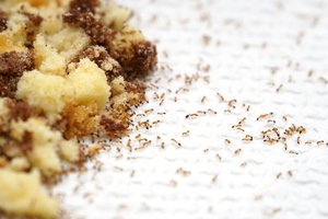 A colony of ants rushing toward the cake