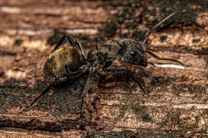 Closeup view of a female carpenter ant on the wood