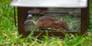 Humane mice exterminator methods