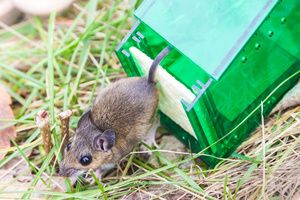 Releasing mice from humane mouse trap