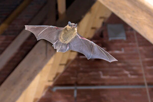 A bat flying inside a house
