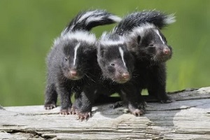 skunk babies on wood log