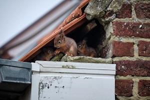 squirrels on the roof