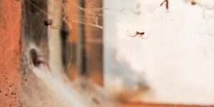 infestation of basement window with spiders as large house spider peers out of web