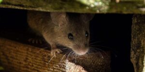 mouse feeding on scone in house garden