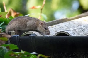 mouse on roof