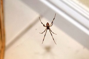 spider at home