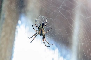 spider building web