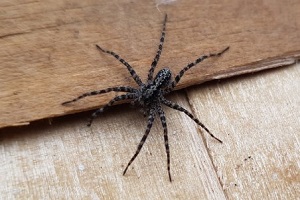 spider on home wooden box